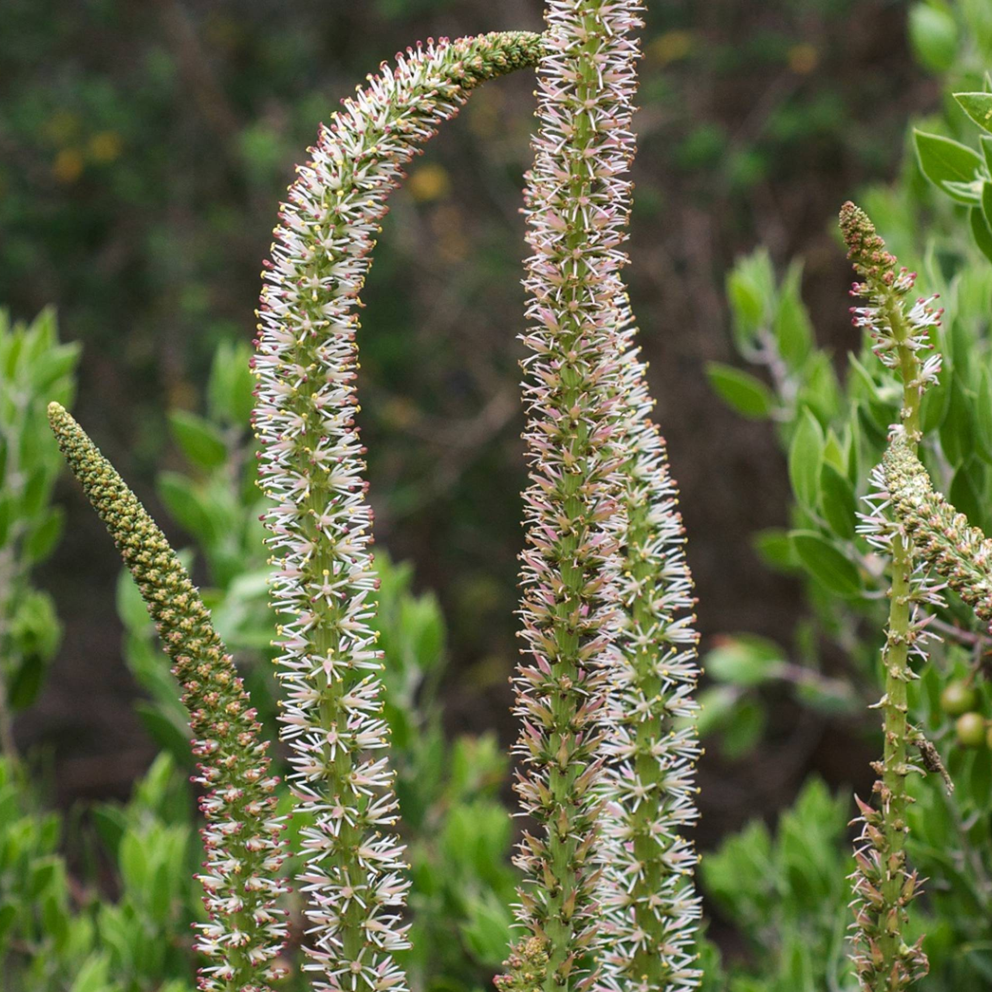 Adoption from Plants